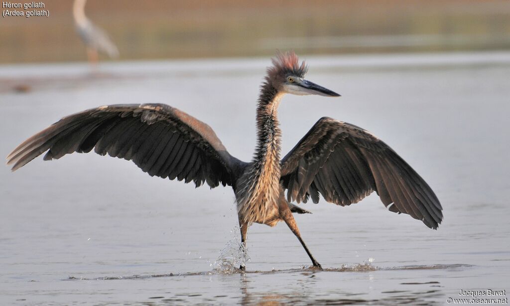 Goliath Heronadult