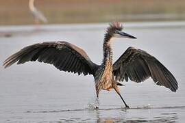 Goliath Heron