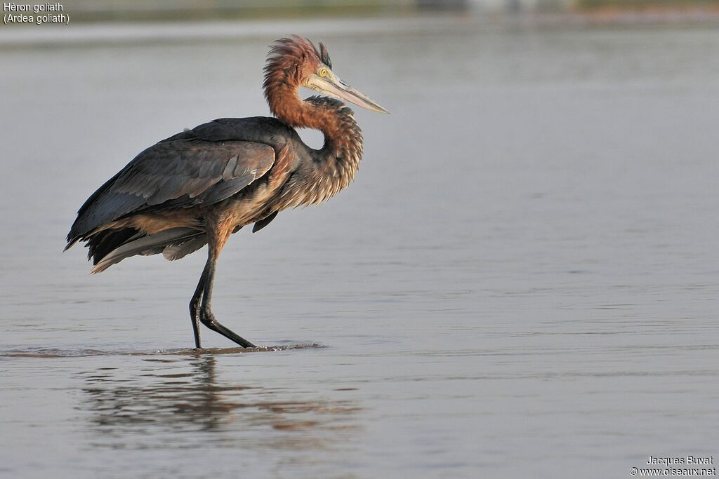 Goliath Heronadult