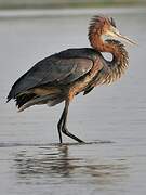 Goliath Heron