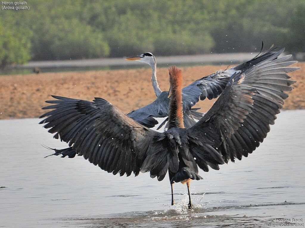 Goliath Heronadult