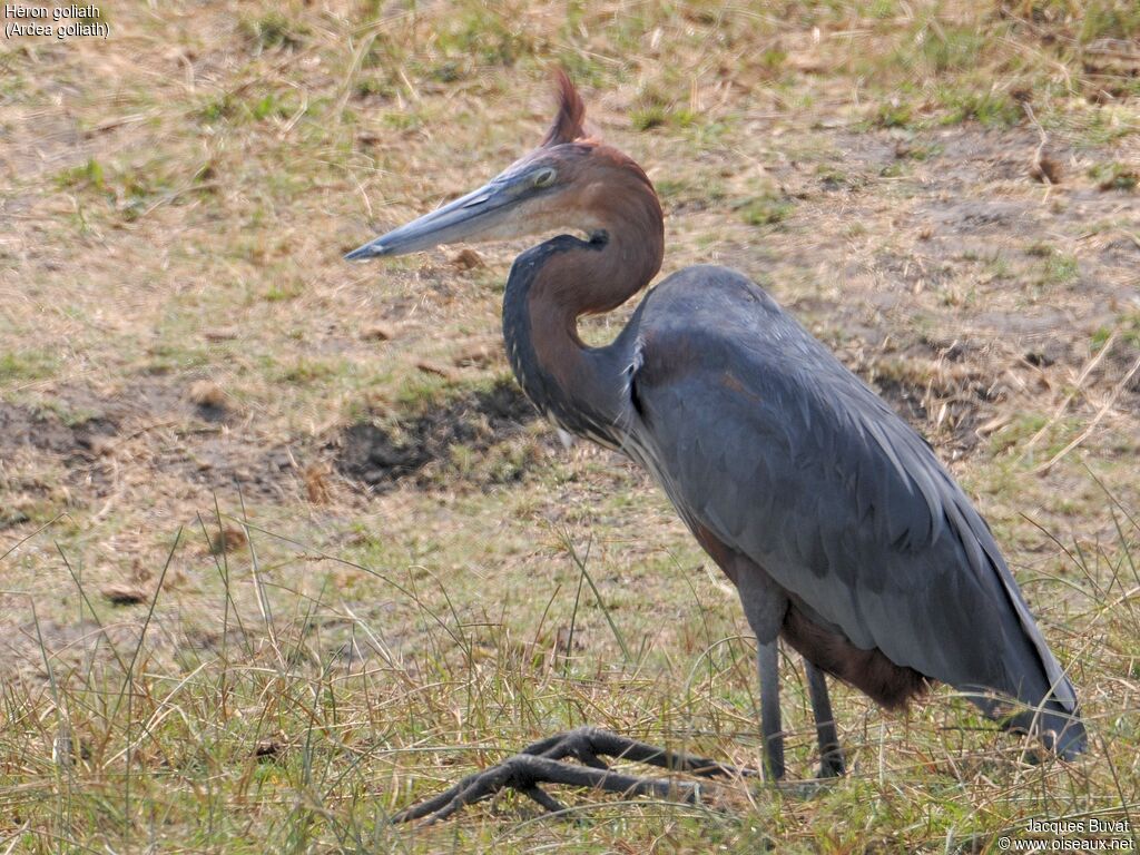 Goliath Heronadult breeding, close-up portrait, aspect, pigmentation, Behaviour