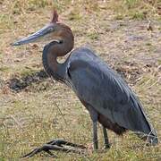 Goliath Heron