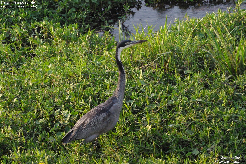 Black-headed Heronadult