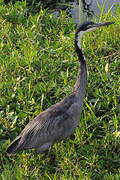 Black-headed Heron