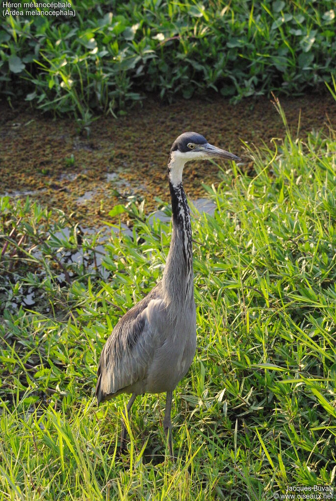 Black-headed Heronadult