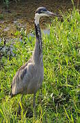 Black-headed Heron