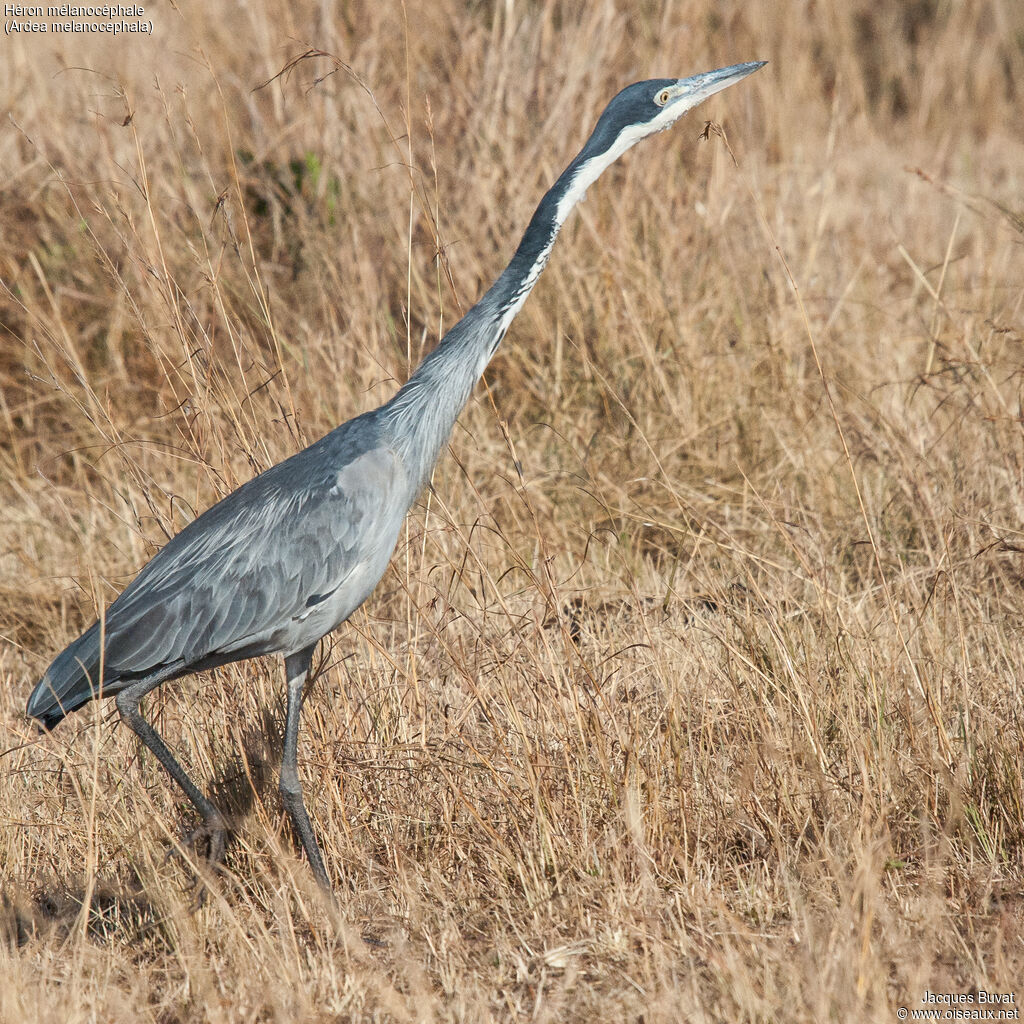 Black-headed Heronadult, identification, aspect, pigmentation, walking