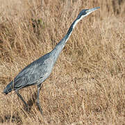 Black-headed Heron