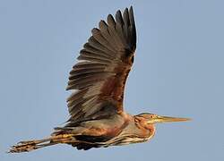 Purple Heron