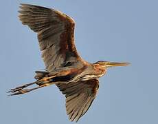 Purple Heron