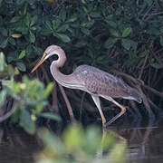 Purple Heron