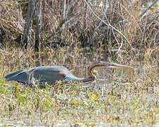 Purple Heron