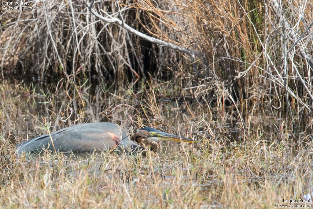 Purple Heronadult breeding, habitat, fishing/hunting