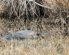 Purple Heron