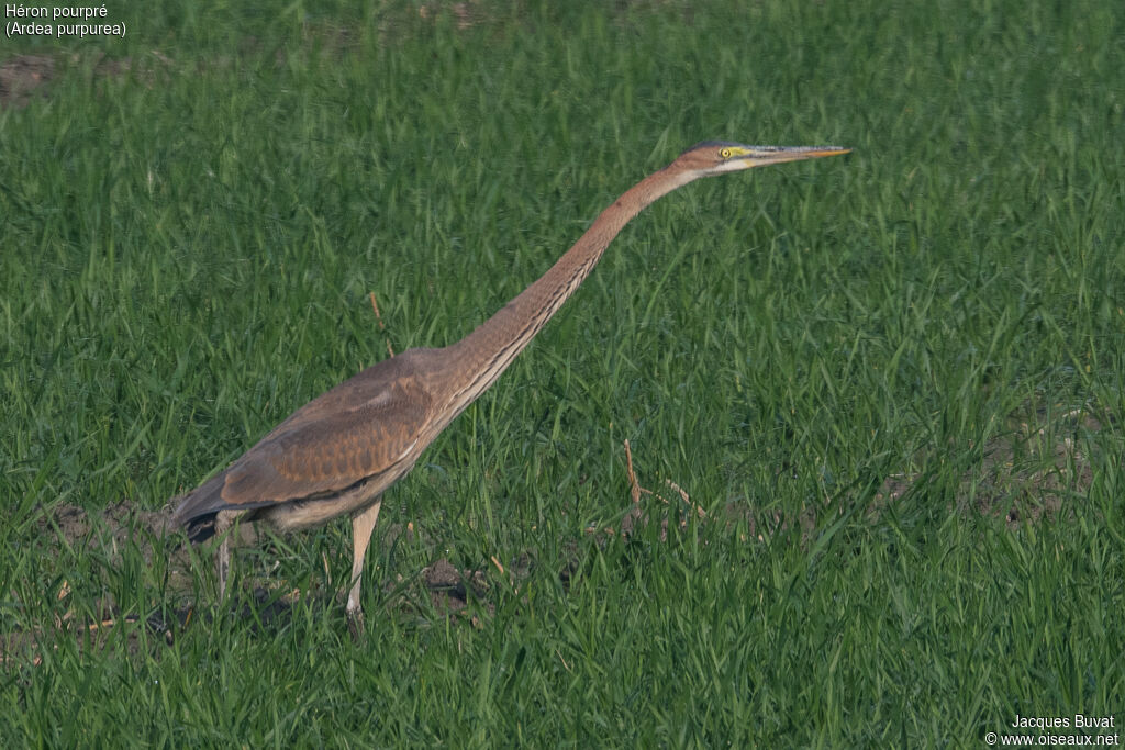 Purple Heronadult, habitat, aspect, pigmentation, walking