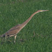 Purple Heron