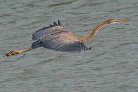 Purple Heron