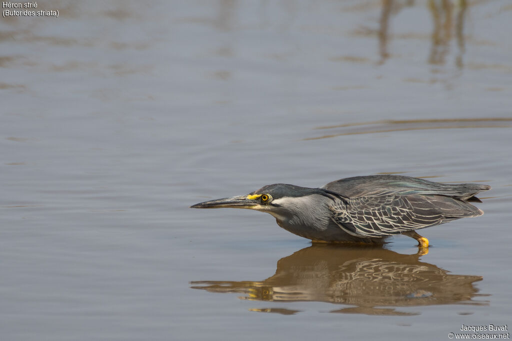 Striated Heronadult breeding