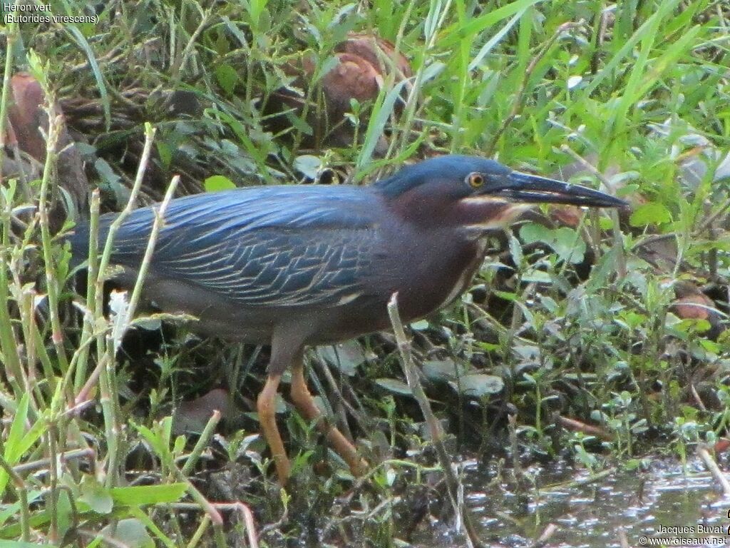 Green Heronadult breeding, habitat, aspect, pigmentation, fishing/hunting