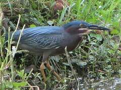 Green Heron