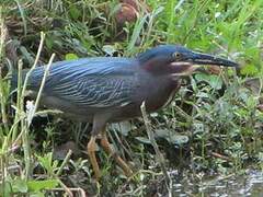 Green Heron