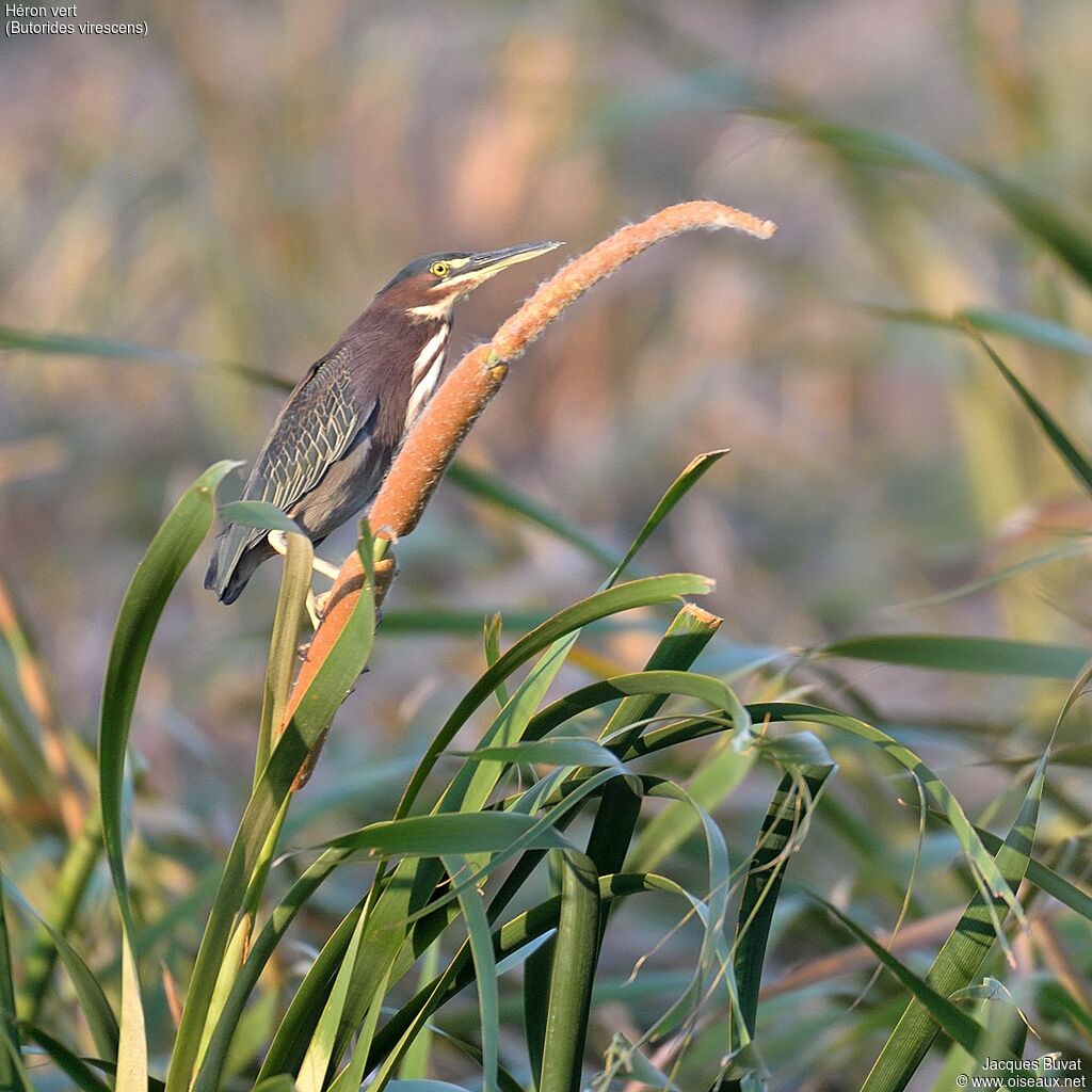 Héron vertadulte nuptial, habitat, composition, pigmentation