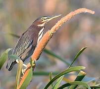 Green Heron