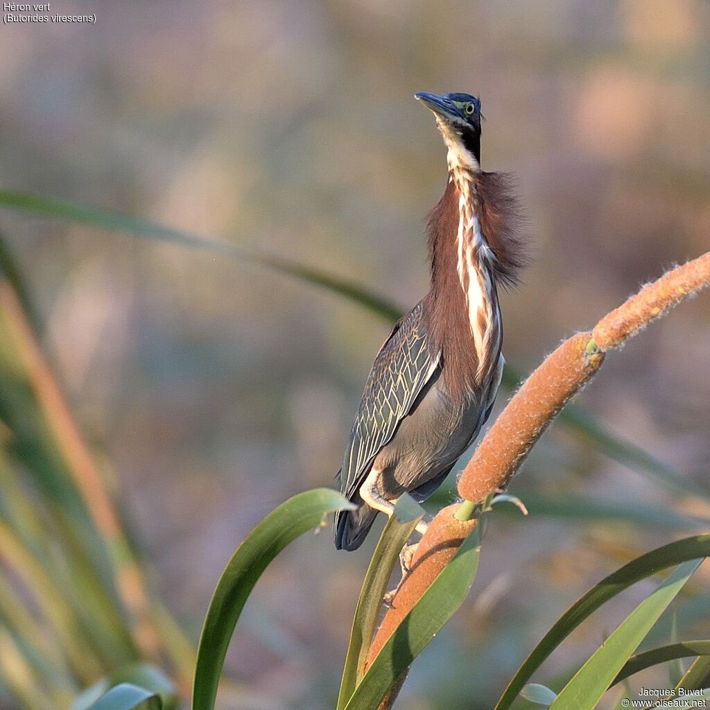 Green Heronadult breeding, close-up portrait, aspect, pigmentation