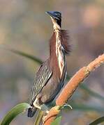 Green Heron