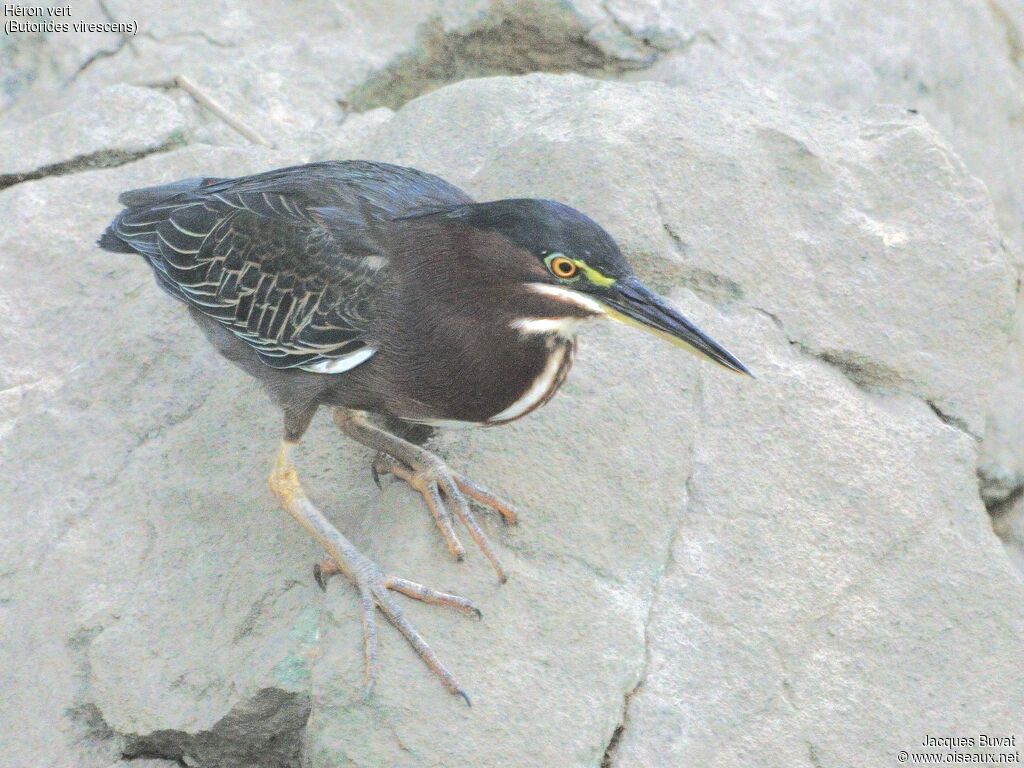 Green Heronadult post breeding, identification, aspect, pigmentation