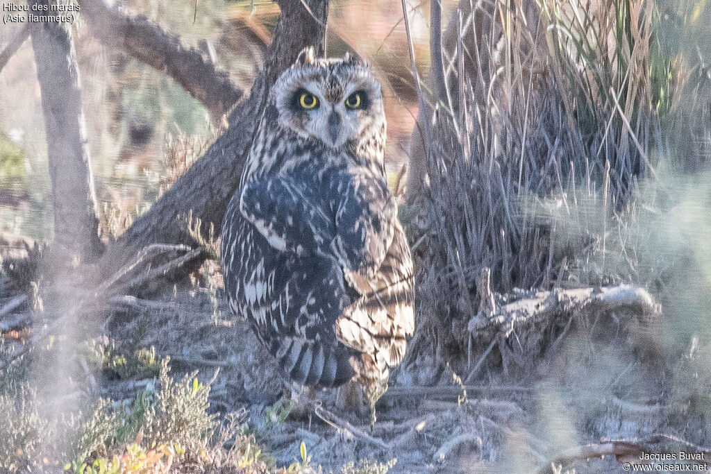 Hibou des maraisadulte