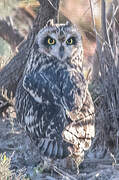 Short-eared Owl