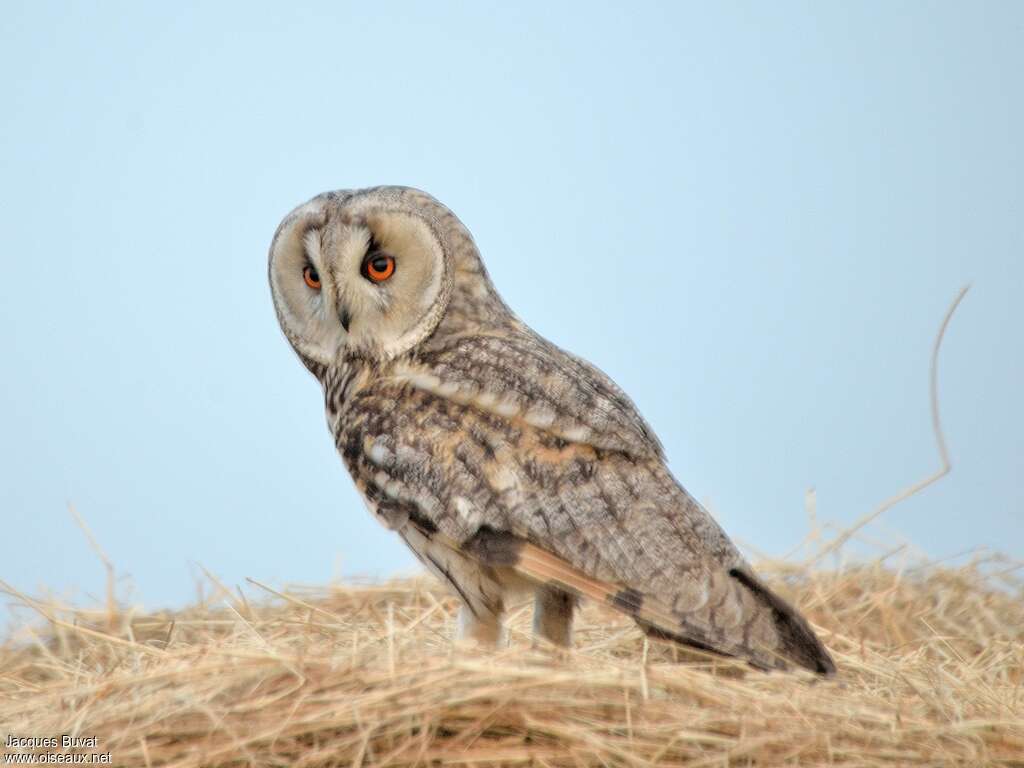 Long-eared Owladult, fishing/hunting, Behaviour