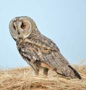 Long-eared Owl