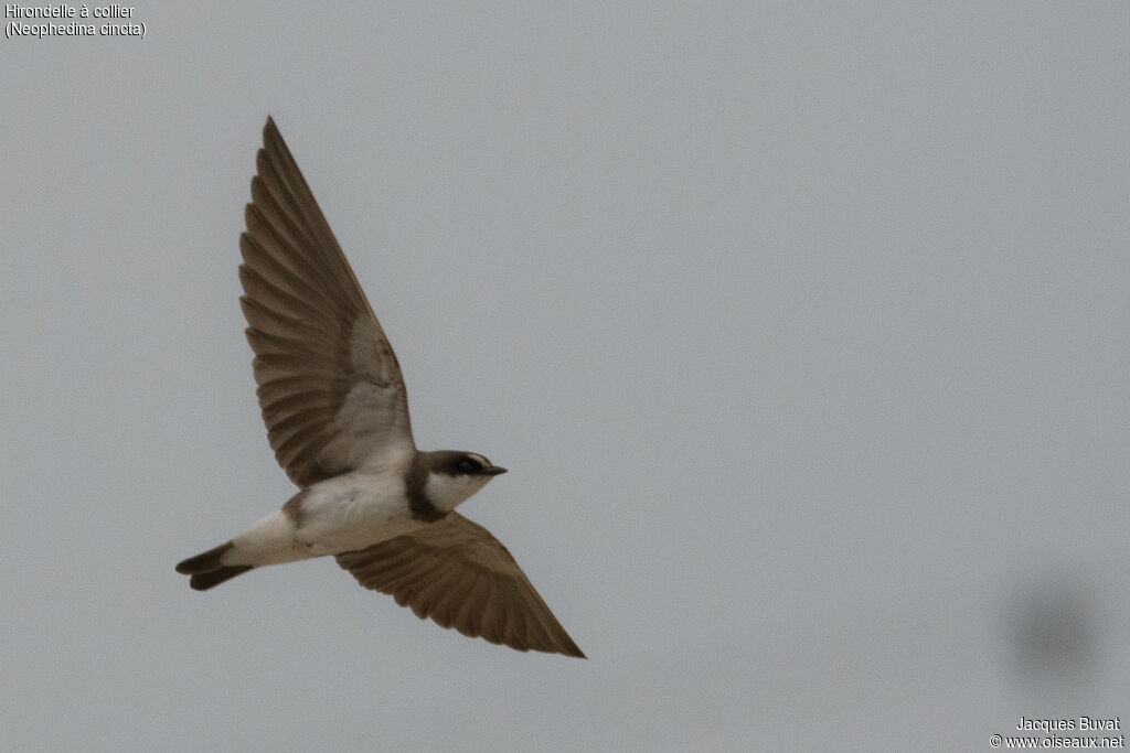 Banded Martinadult