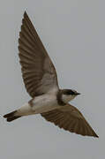 Banded Martin