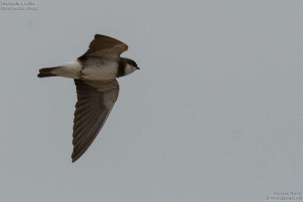 Hirondelle à collieradulte