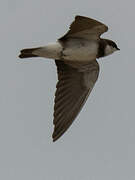 Banded Martin