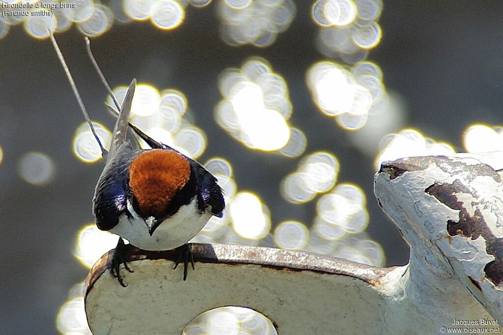 Wire-tailed Swallowadult