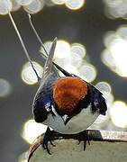 Wire-tailed Swallow