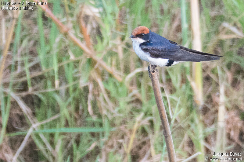 Wire-tailed Swallow female adult, identification, close-up portrait, habitat, aspect, pigmentation