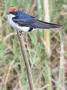 Wire-tailed Swallow