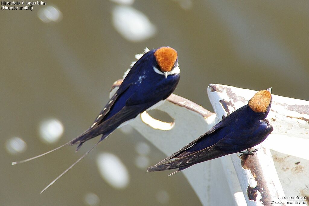 Hirondelle à longs brins