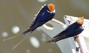 Wire-tailed Swallow