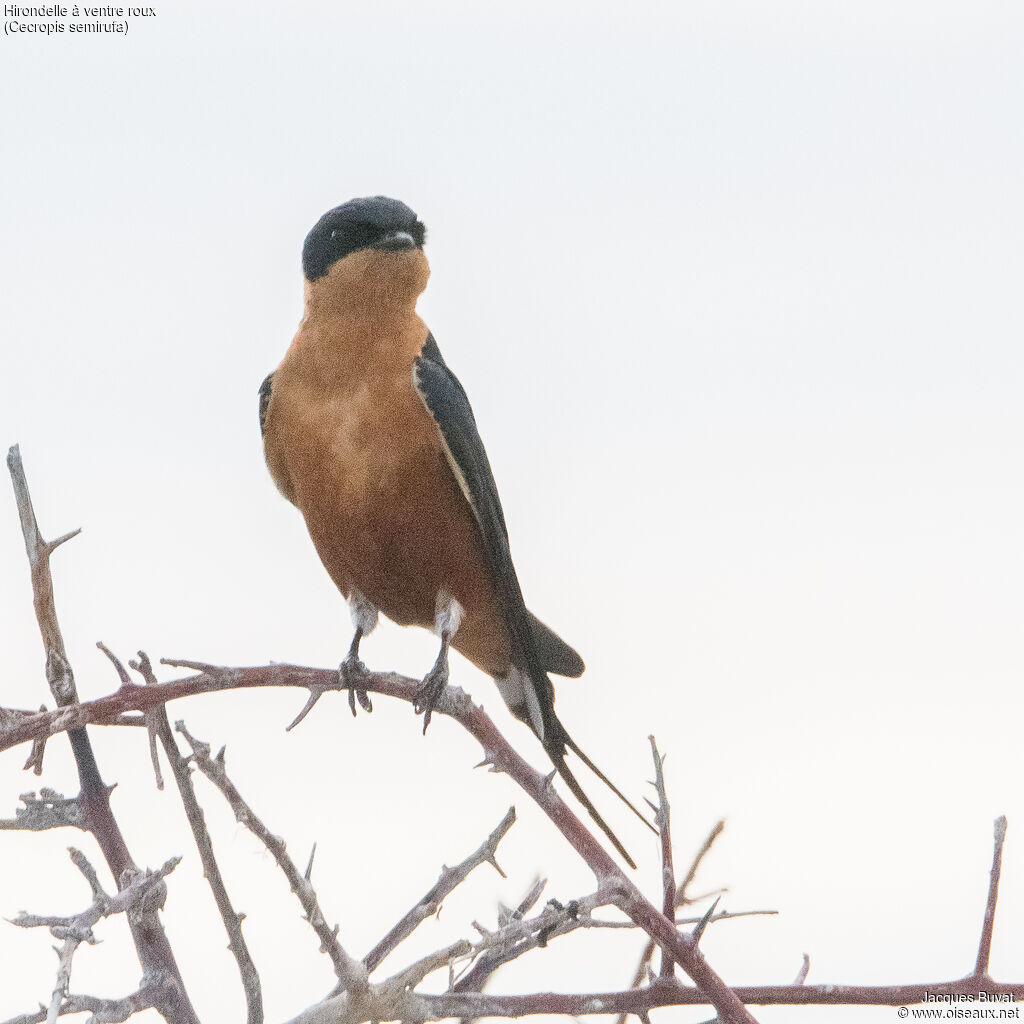 Red-breasted Swallow