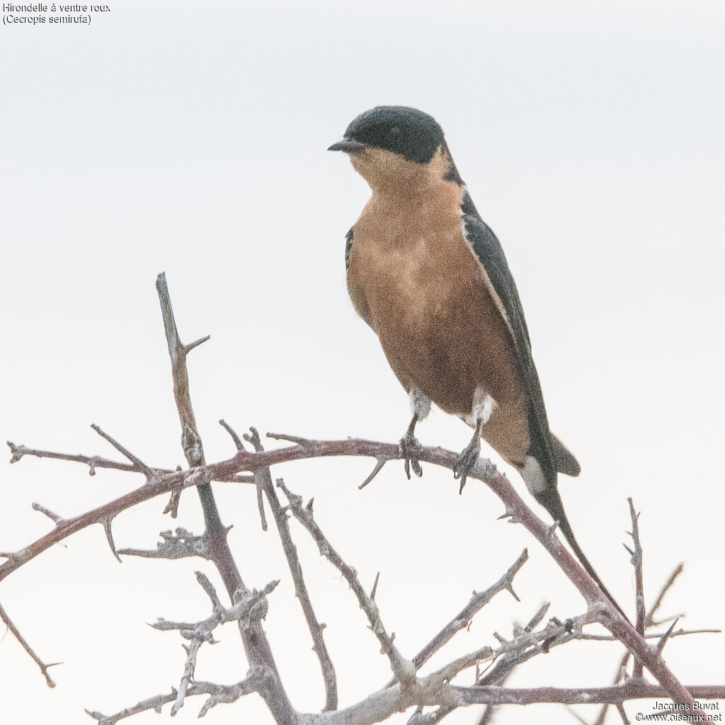 Hirondelle à ventre rouxadulte, portrait, composition, pigmentation