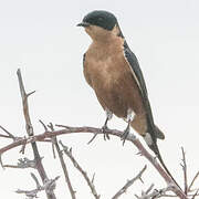 Red-breasted Swallow