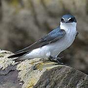 Mangrove Swallow