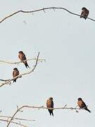 Sri Lanka Swallow